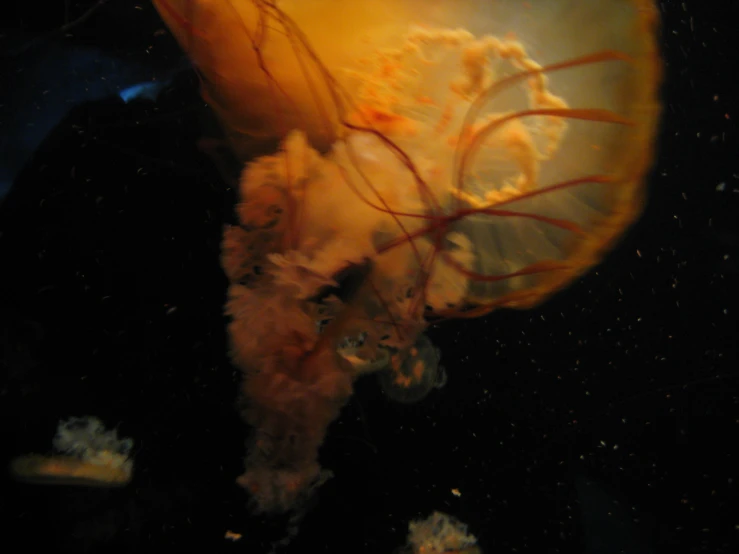 an up close view of a jellyfish with a white body