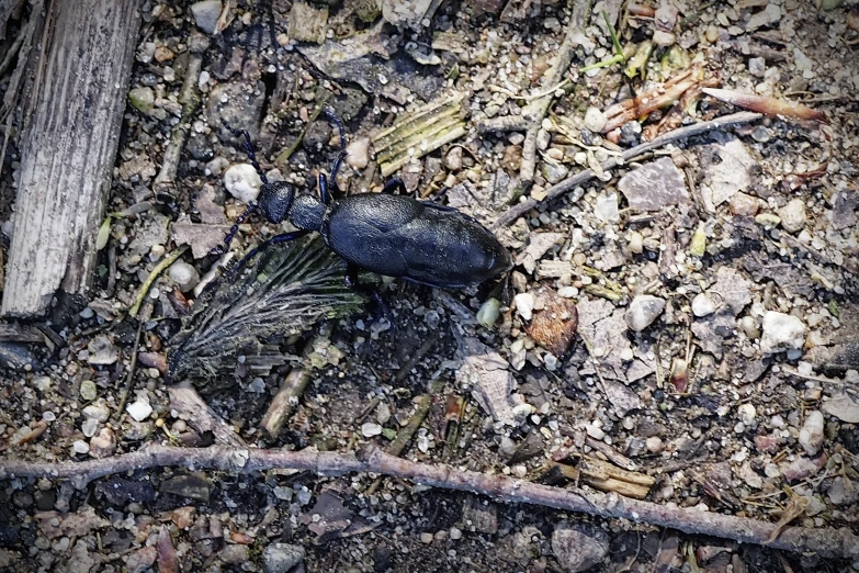 a black bug sitting on a dirt ground next to a wood post