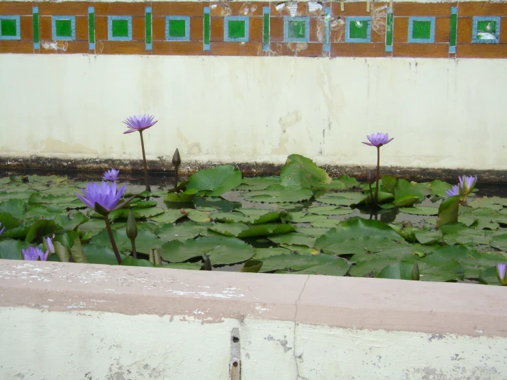 a large pond filled with purple water lilies