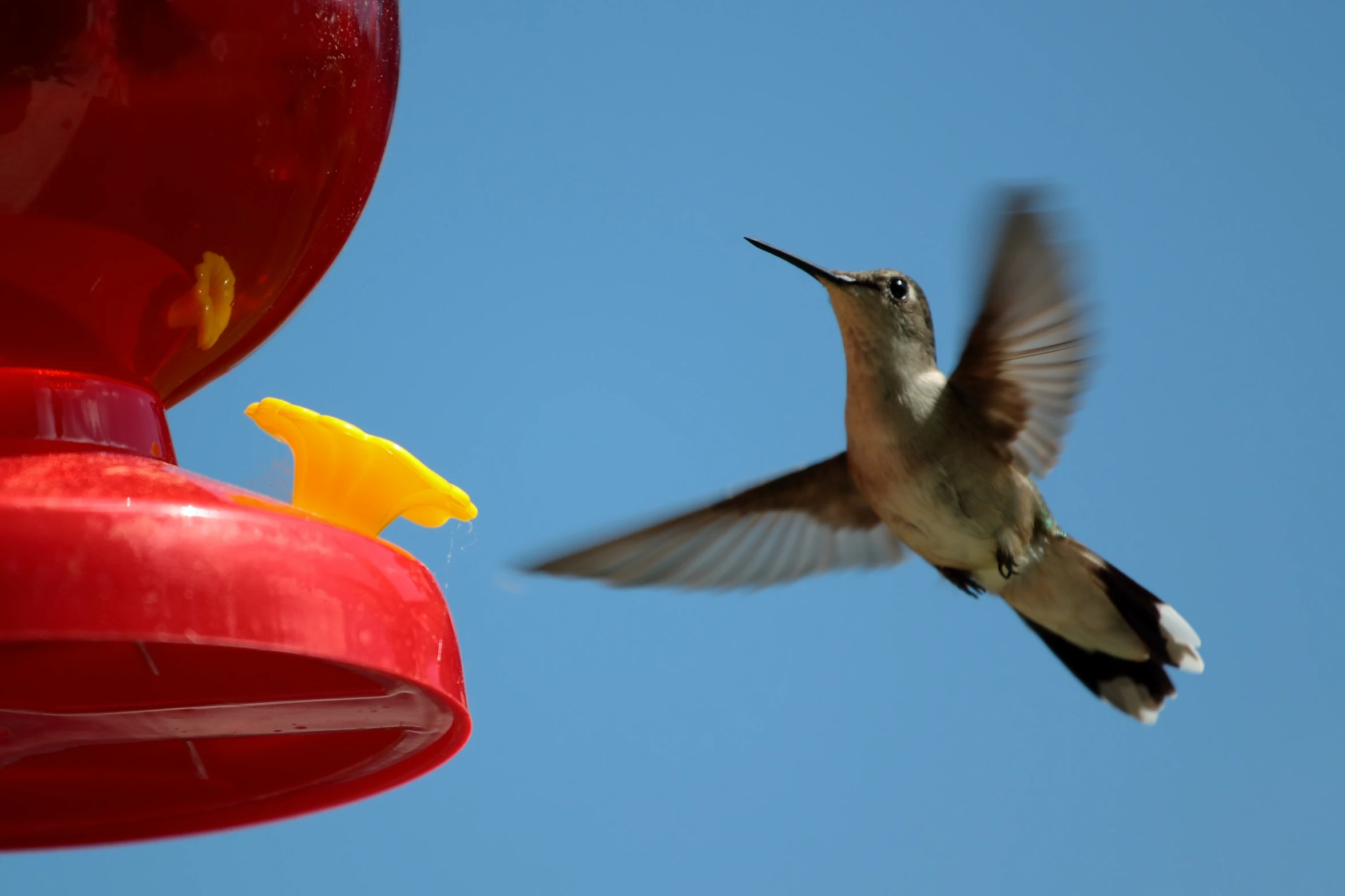 a small bird flying next to a red bird feeder