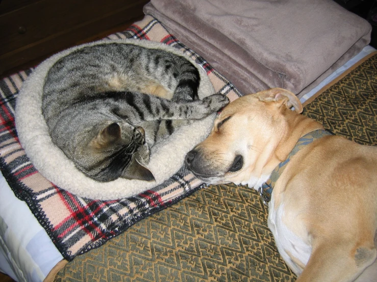 two cats and a dog laying next to each other on a dog bed