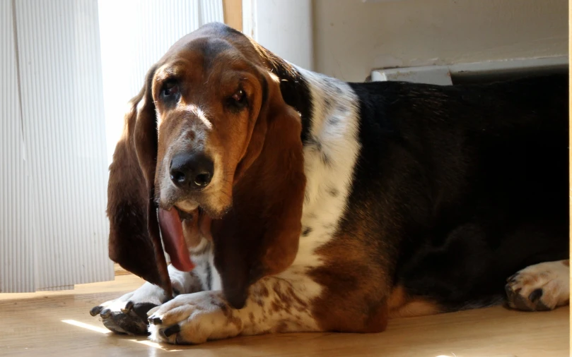 a hound dog that is laying down on the ground