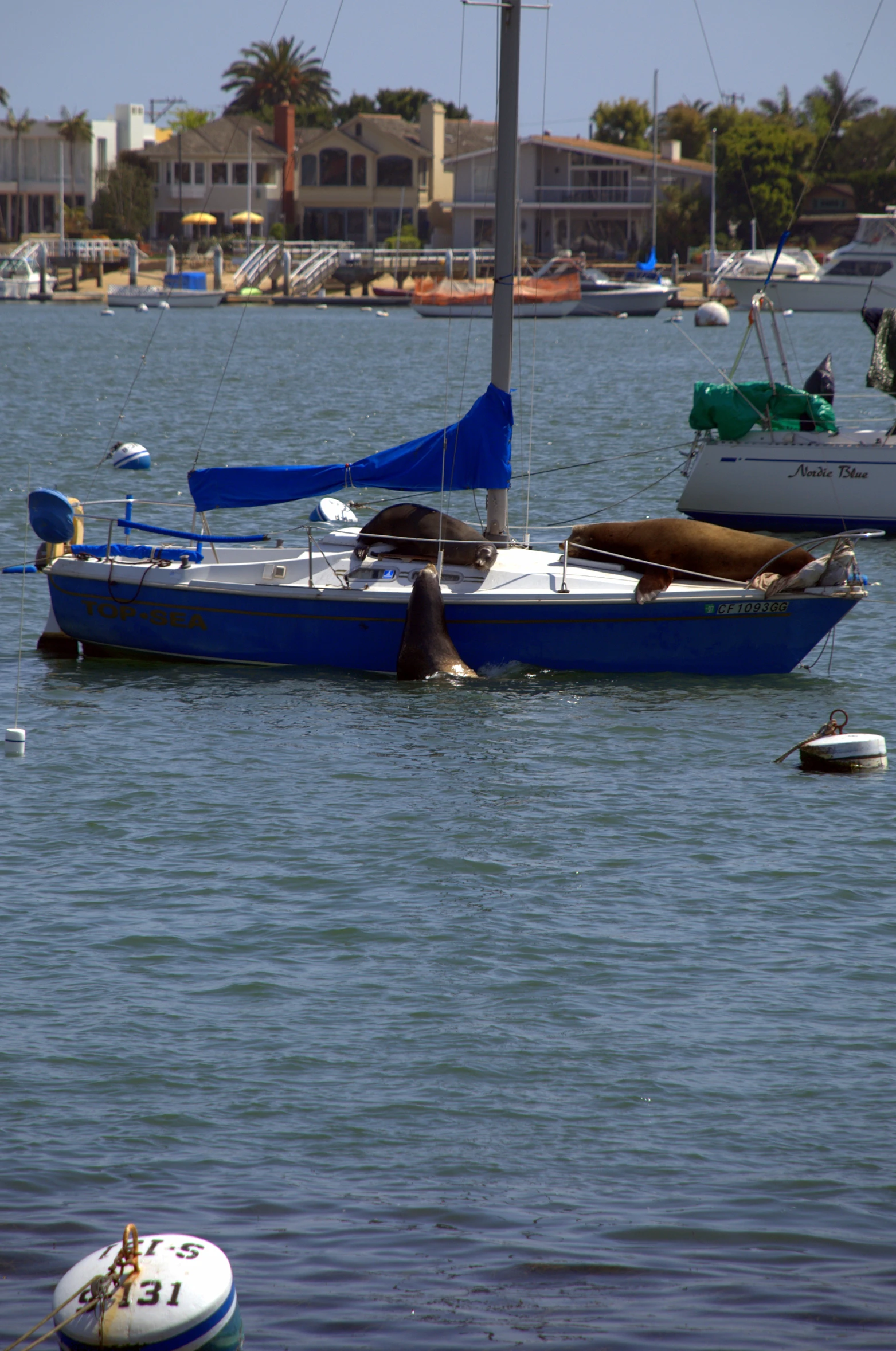 a yacht with an animal sticking its head in the water