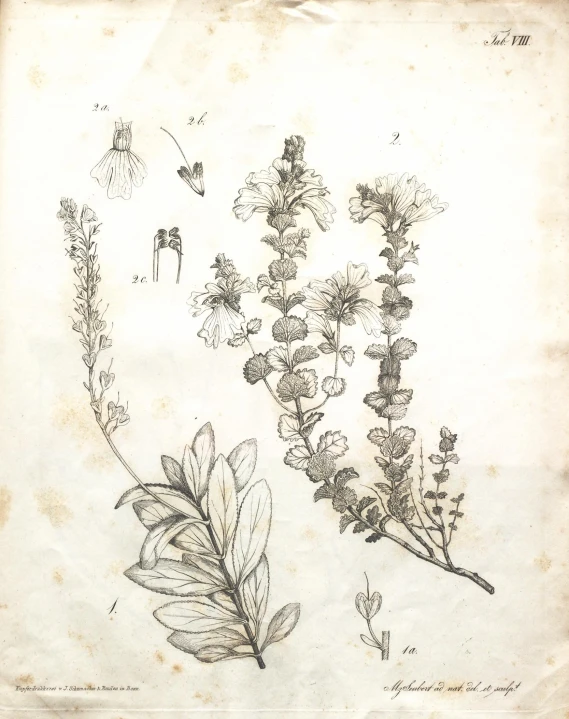 a drawing of flowers in the foreground and erflies flying above it