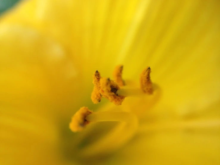 the inside of a flower with yellow stamens