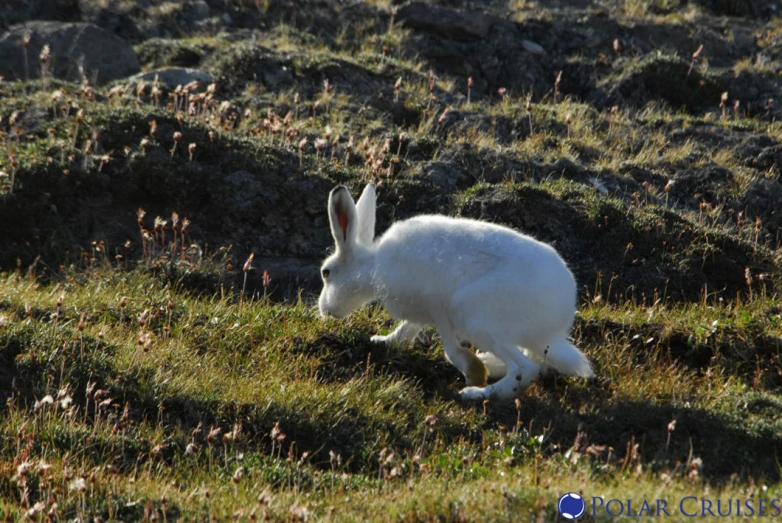 a white rabbit running across a grass covered hillside