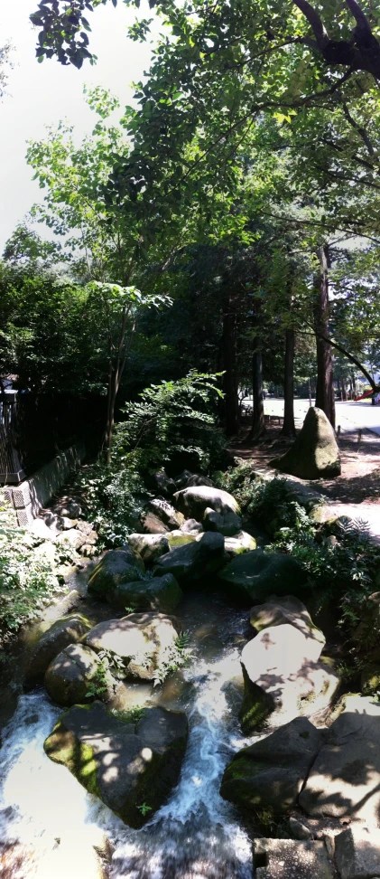 the trees are green and lush next to the small creek