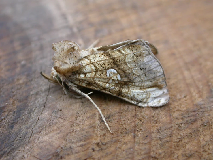 an image of a very hairy erfly on wood