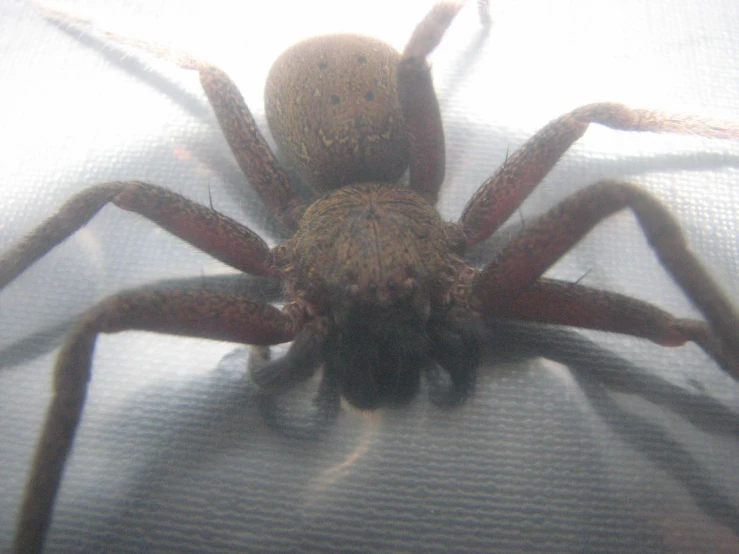 a closeup view of a spider on a cloth