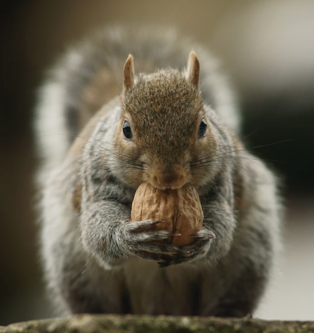 this squirrel has a big peanut in its mouth