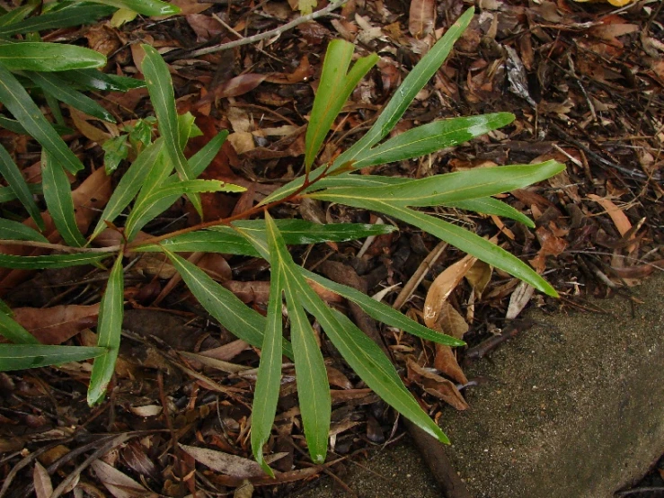 green leaves on the ground on a sunny day