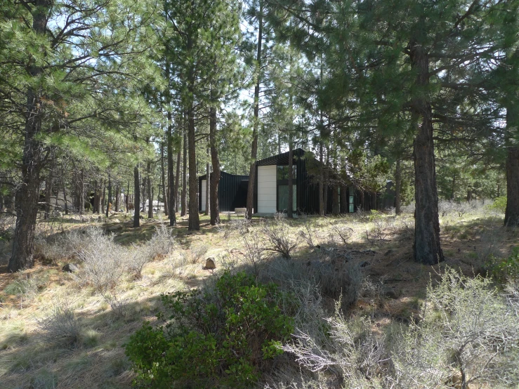 an outbuilding nestled in a wooded area surrounded by tall trees