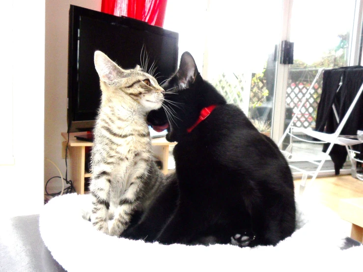 two cats sitting in a chair with one looking down