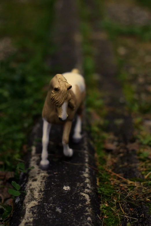 an image of a small brown and white dog