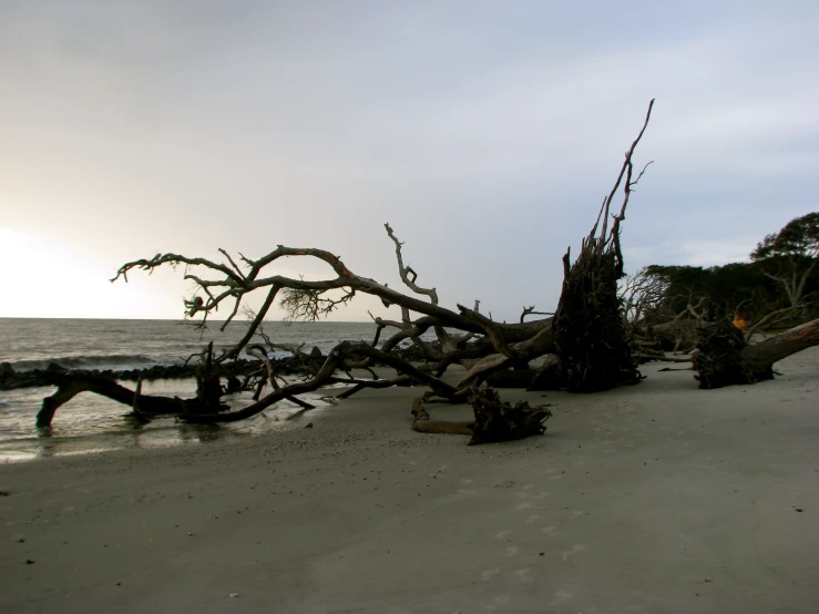 an old tree stump lying on the shore of the ocean