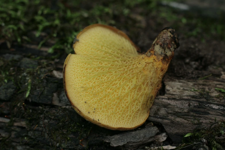 a close up view of a yellow mushroom growing on the tree