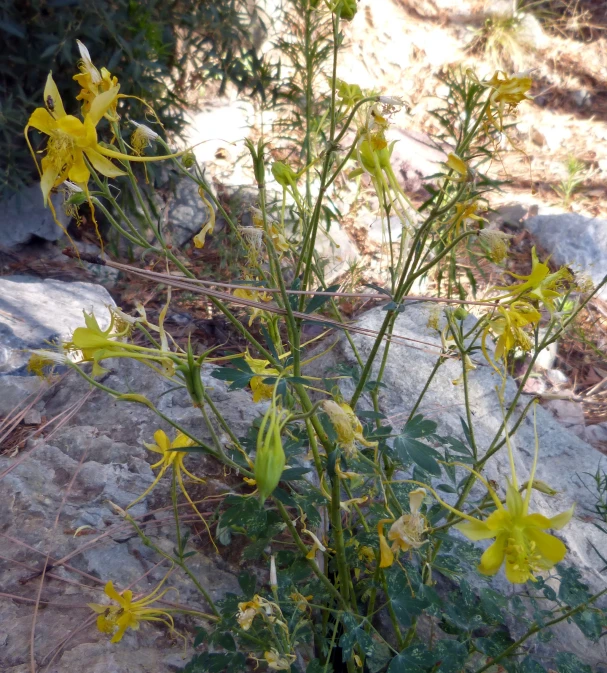 a small plant with some yellow flowers next to rocks