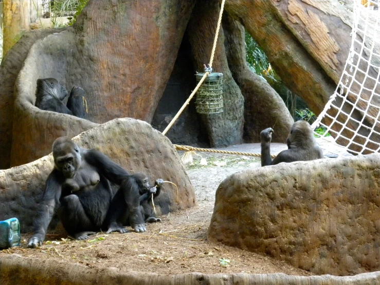 monkeys in captivity playing and sitting near rocks