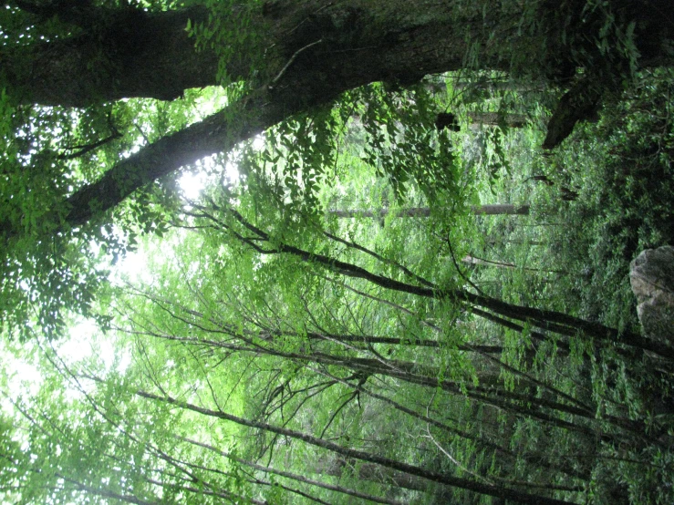 a large tree surrounded by lush green trees