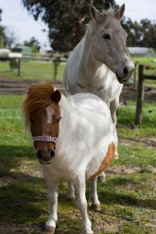 a couple of small horses that are standing in the grass