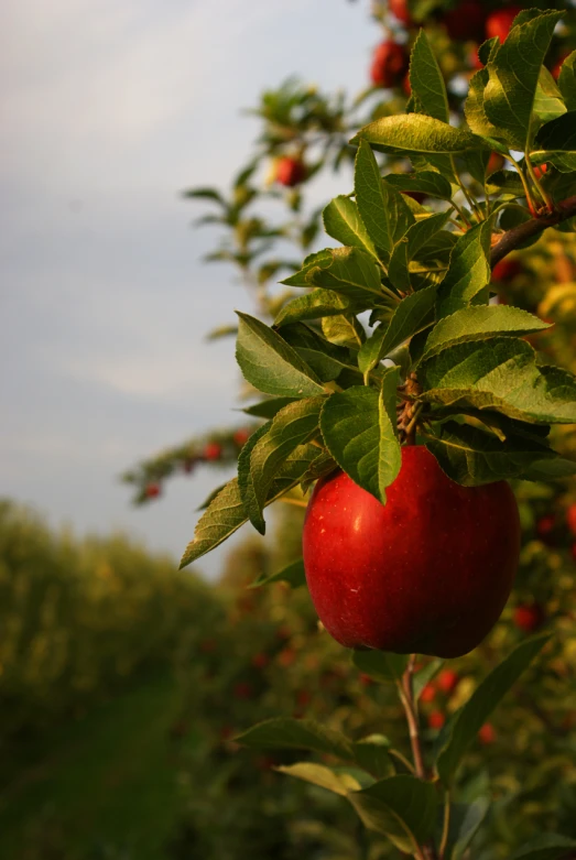 an apple on a tree in an orchard with fruit in the background