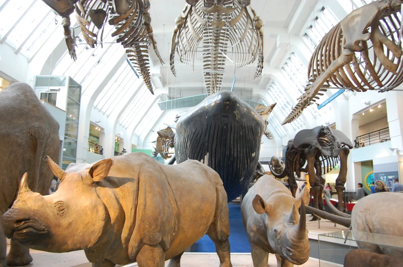 a museum filled with lots of different types of animals