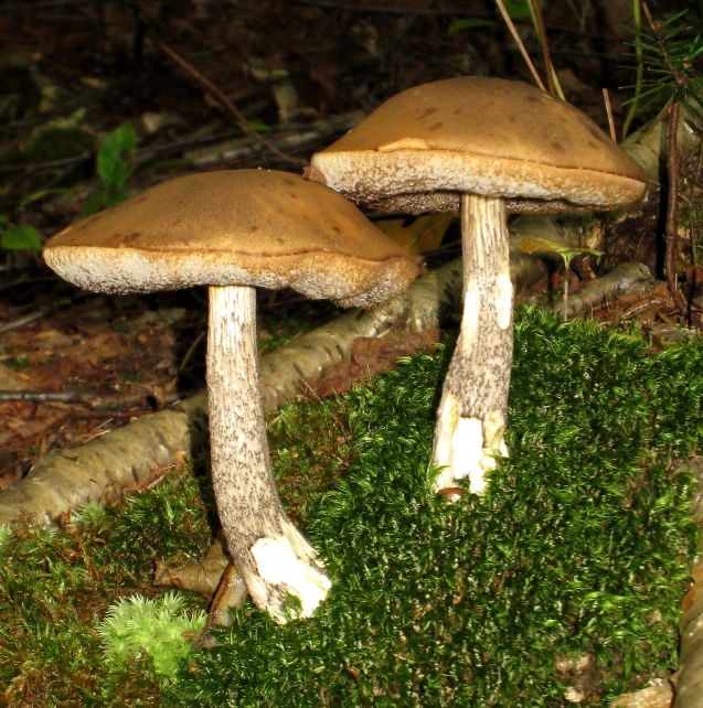 two mushrooms sit on the moss in a field
