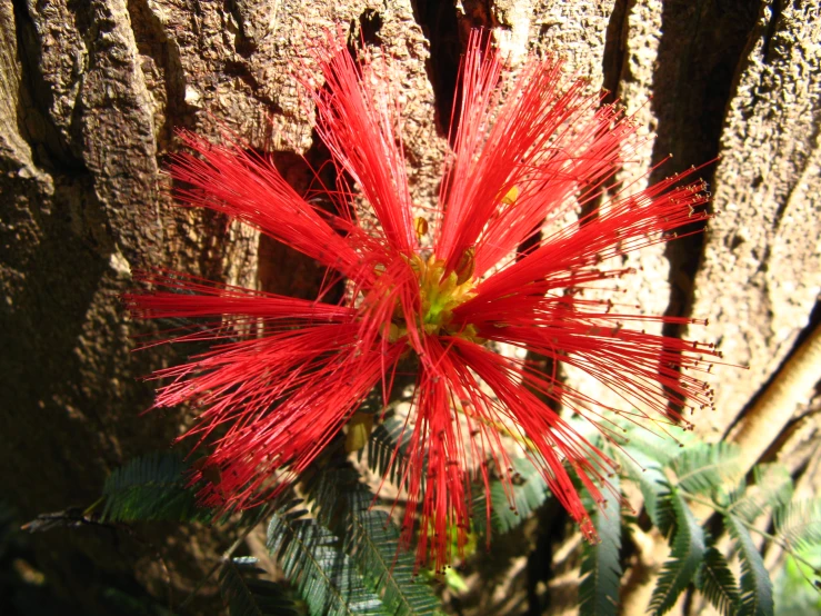 a bright red flower blooming from a tree trunk