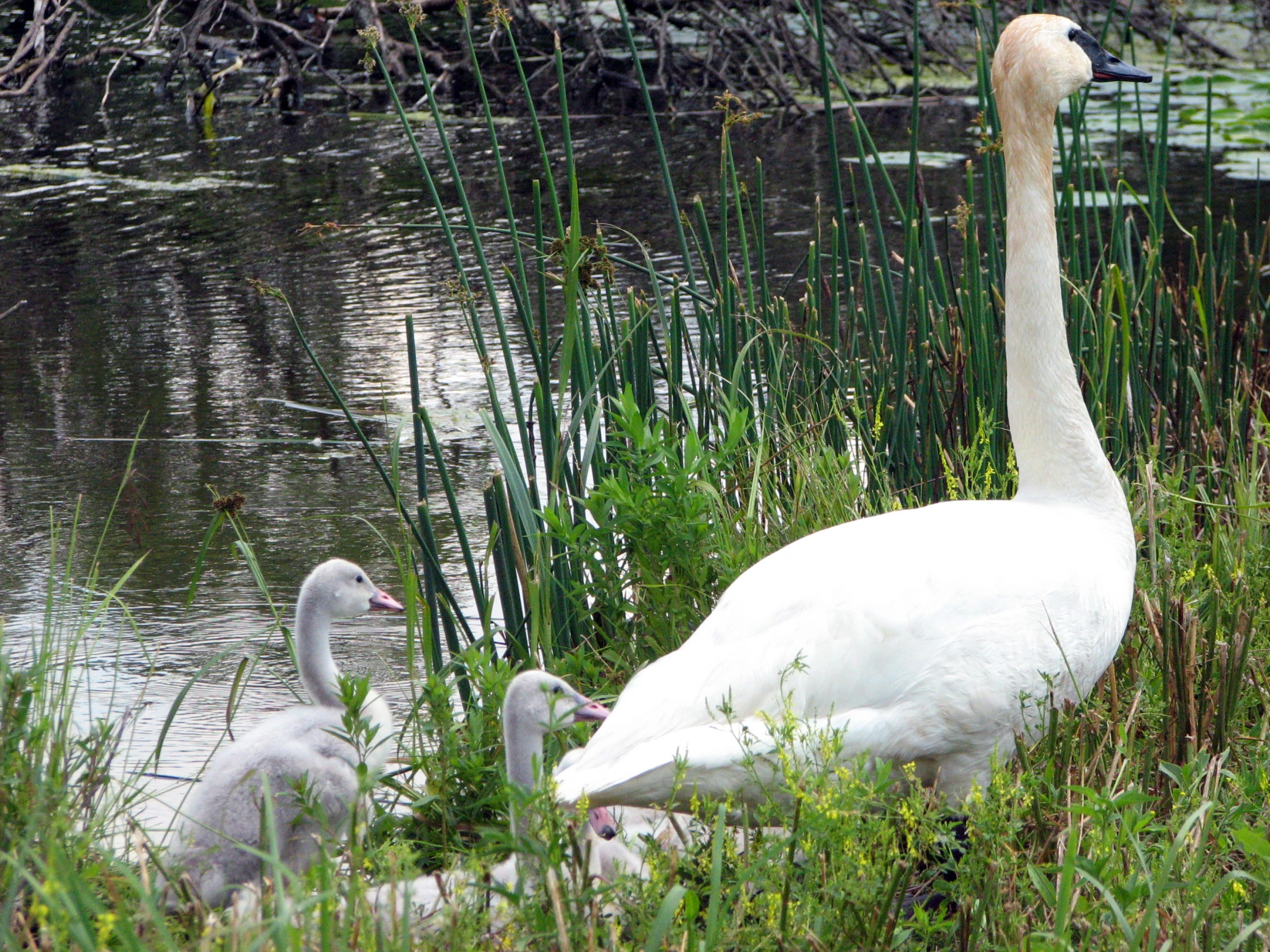 an adult swan with two young birds by the river