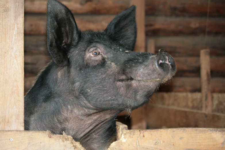 the pig is sitting in its pen looking upwards