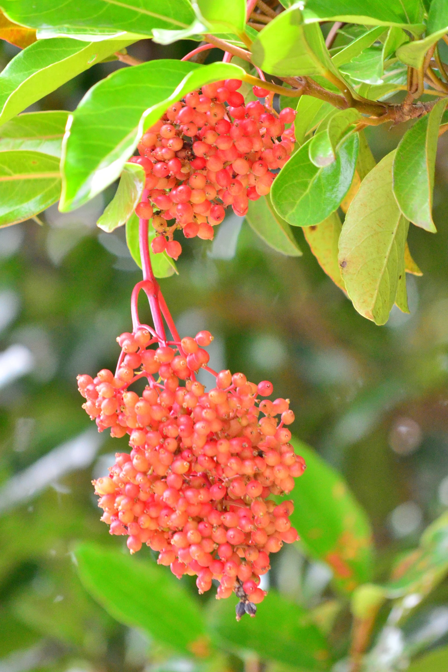 red flowers are hanging from a leafy nch