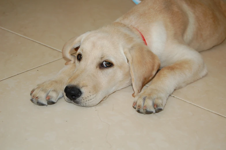 a dog lays down on a tiled floor