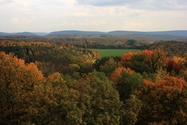 a view of an area in the forest with autumn foliage