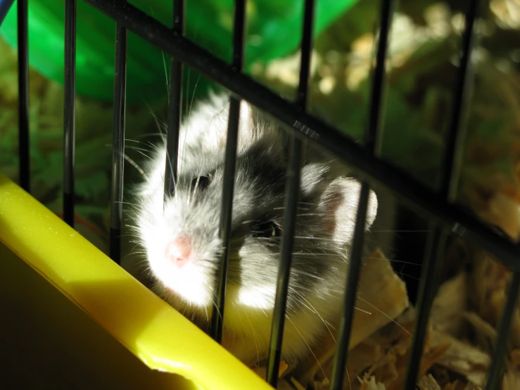 a rat is sitting inside a cage and looking off to the side