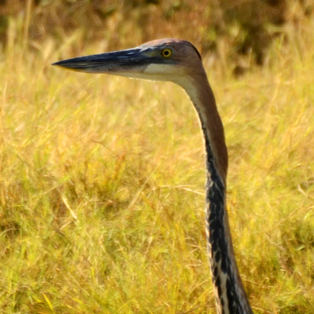 a close up image of a bird looking away