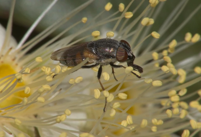 a fly is standing on a small flower