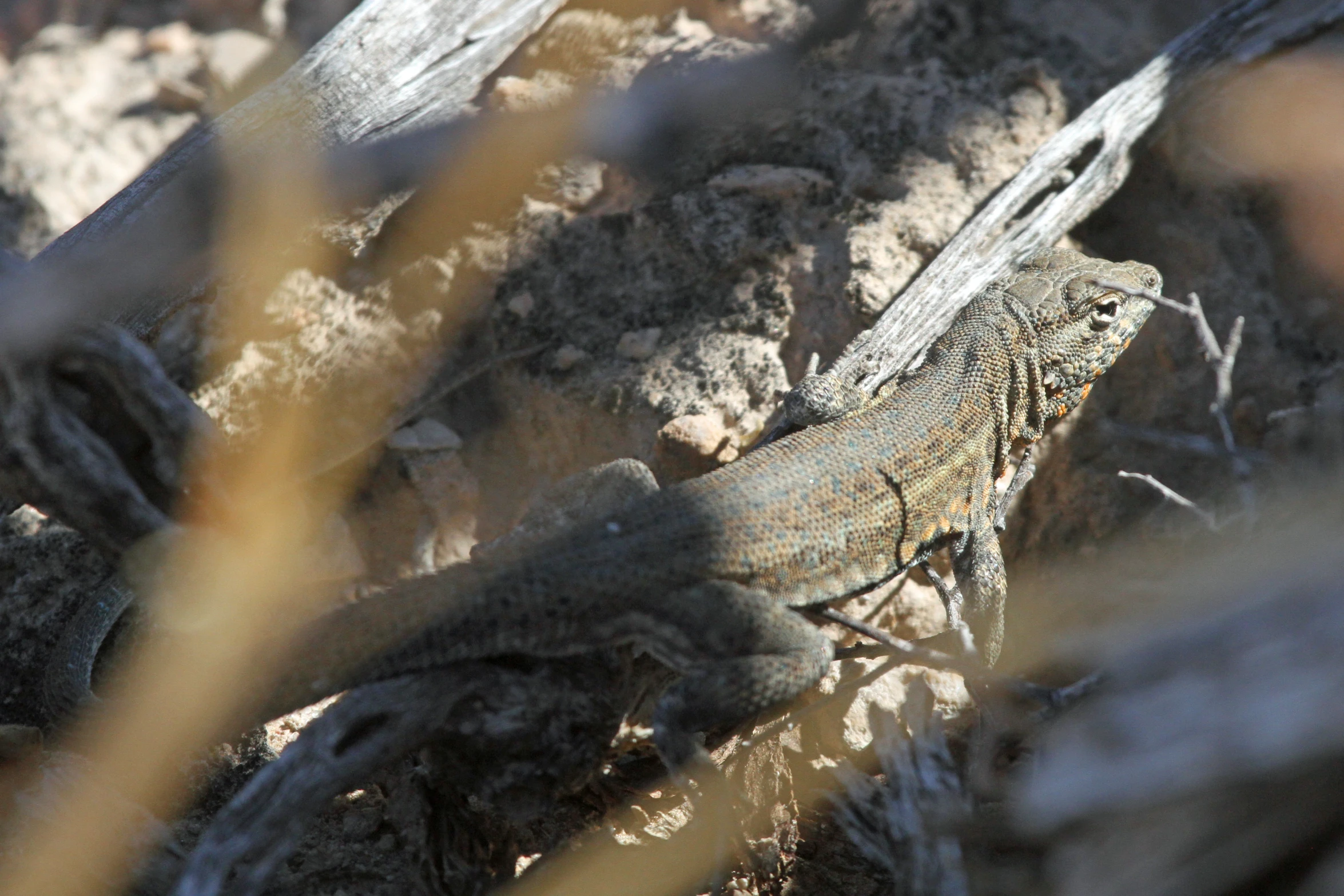 the lizard is outside in the dirt on the sun