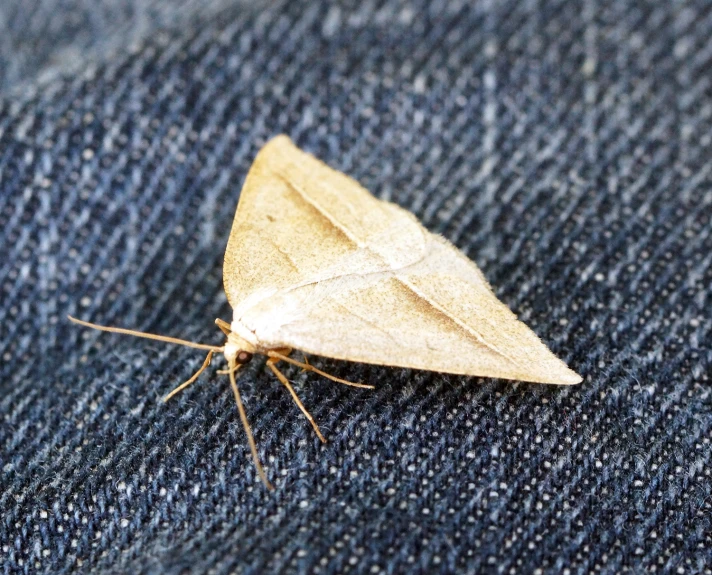 a small moth sits on a blue jeans