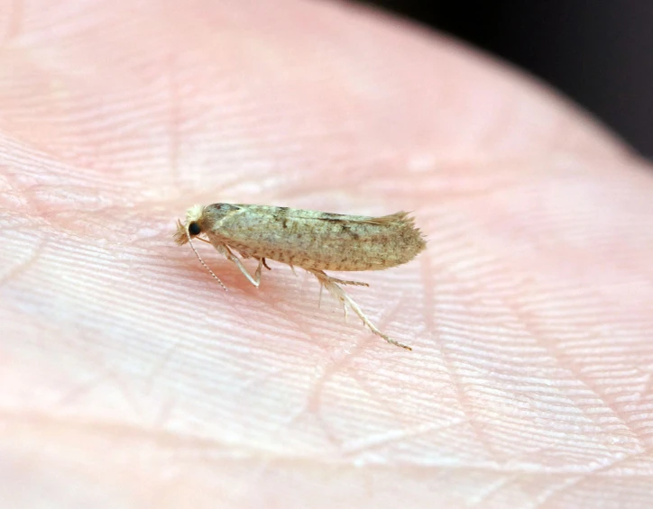 a small insect sitting on a human finger