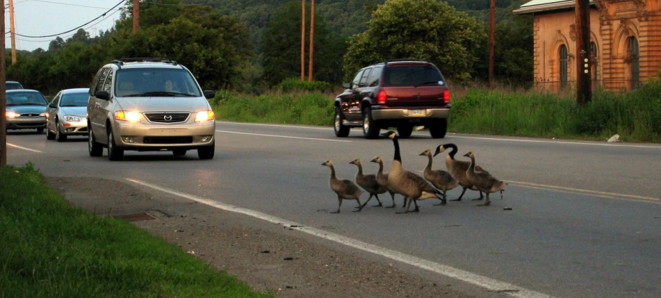 several geese walking on the road next to cars