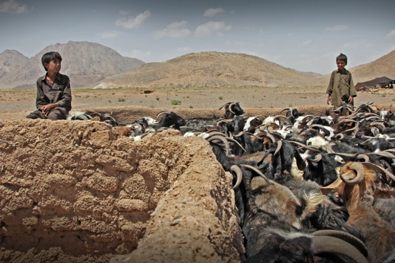 two men sitting in the desert behind goats