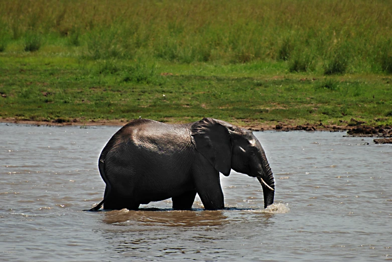 an elephant is wading through some water