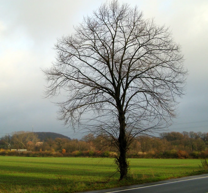 a lone tree is next to the side of a rural road