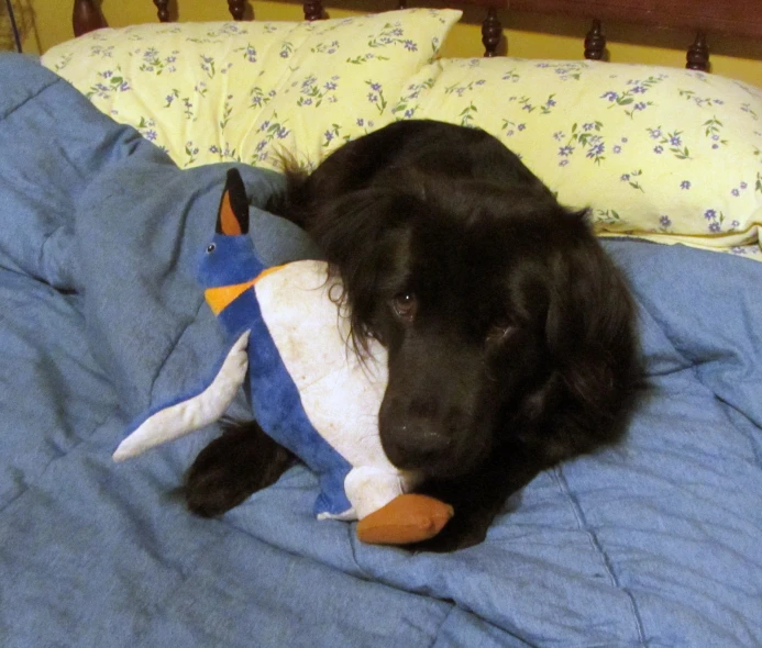 a black dog laying on top of a bed with a stuffed animal toy