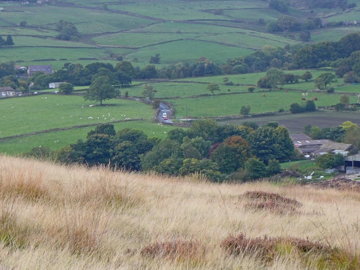 a hilly countryside in a field with grazing animals