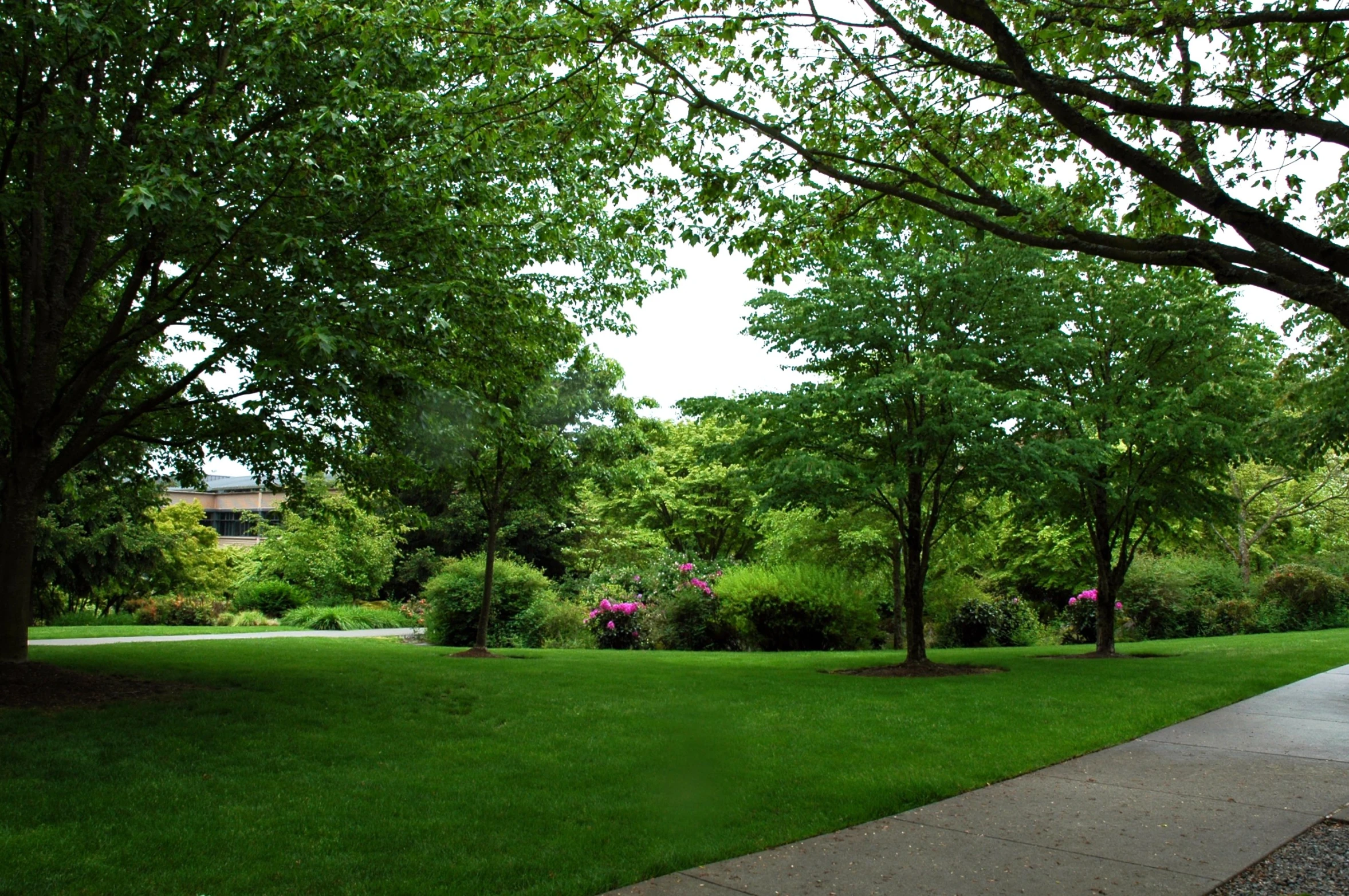 a park with a paved walkway and several trees