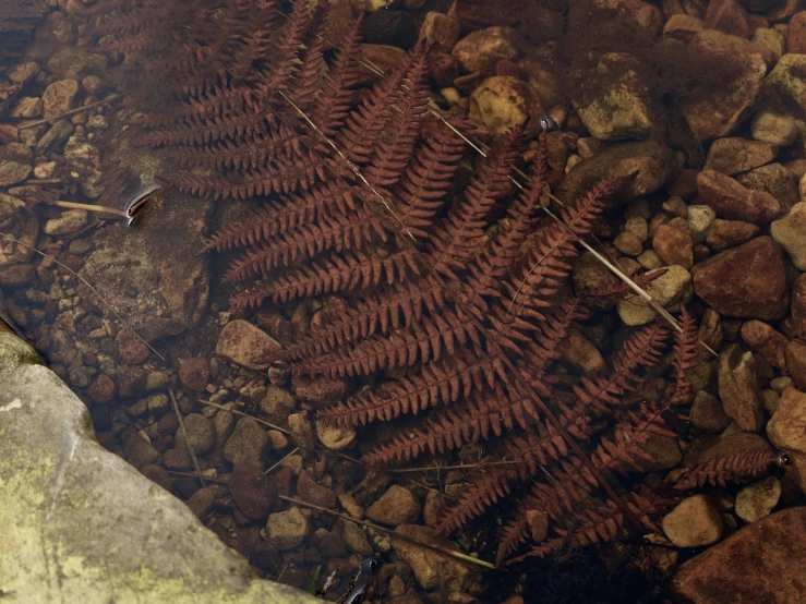 a fern leaf sitting in the water next to some rocks
