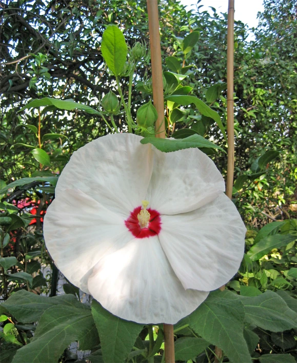 a white flower that is on the stem of a plant