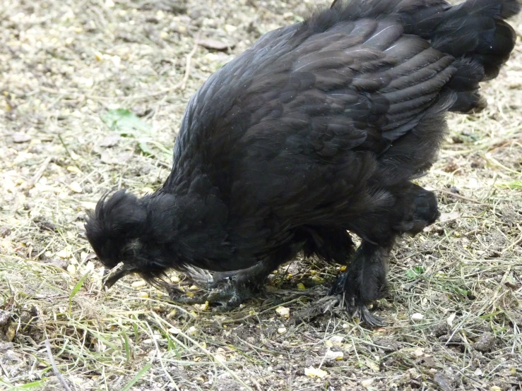 a black bird with very long claws on its face in the grass