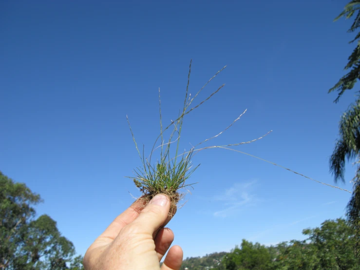 a hand that is holding grass and sky